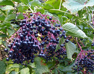 Sifat penyembuhan elderberry