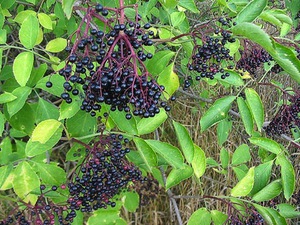 Bagaimana elderberry hitam digunakan