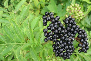 Manfaat atau kemudaratan dari elderberry