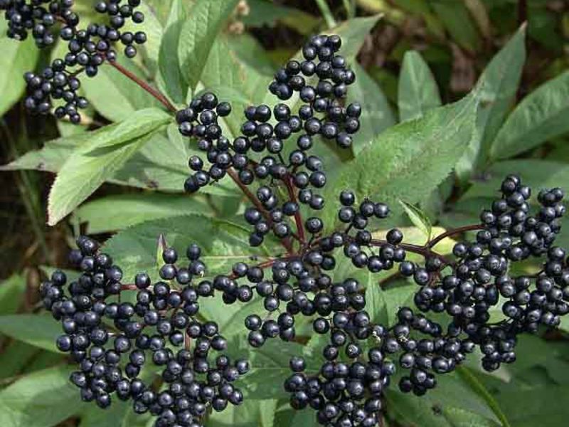 Bagaimana elderberry hitam digunakan?