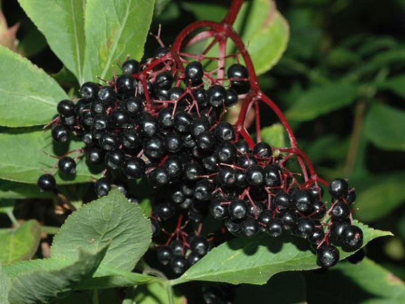 Kaedah pengumpulan dan pengeringan Elderberry