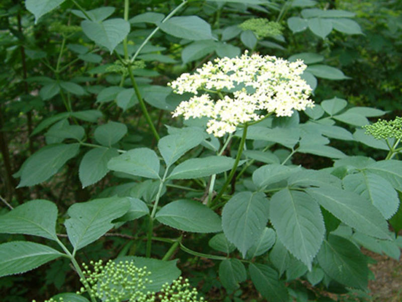 Menggunakan elderberry hitam