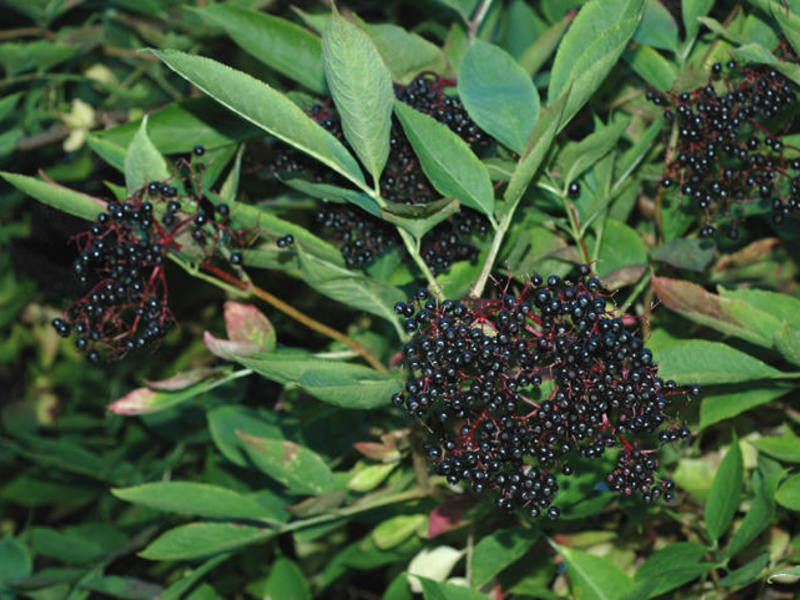 Kuah Elderberry