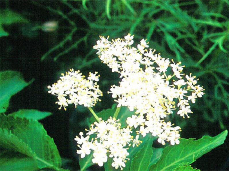 Penerangan mengenai elderberry hitam