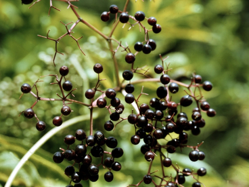 Belukar elderberry hitam