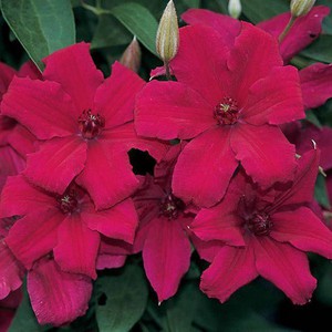 Cara merawat clematis