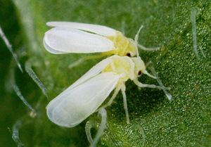 Memerangi whitefly pada tanaman dalaman