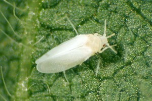 Penampilan Whitefly