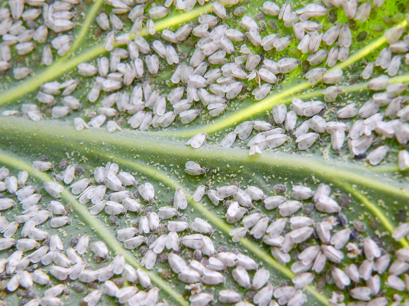 Whitefly pada bunga