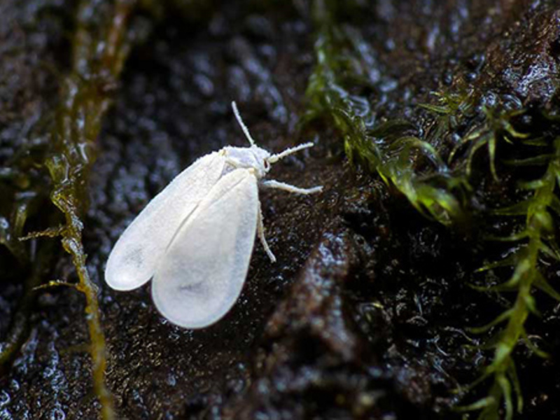 Memerangi whitefly pada tanaman dalaman