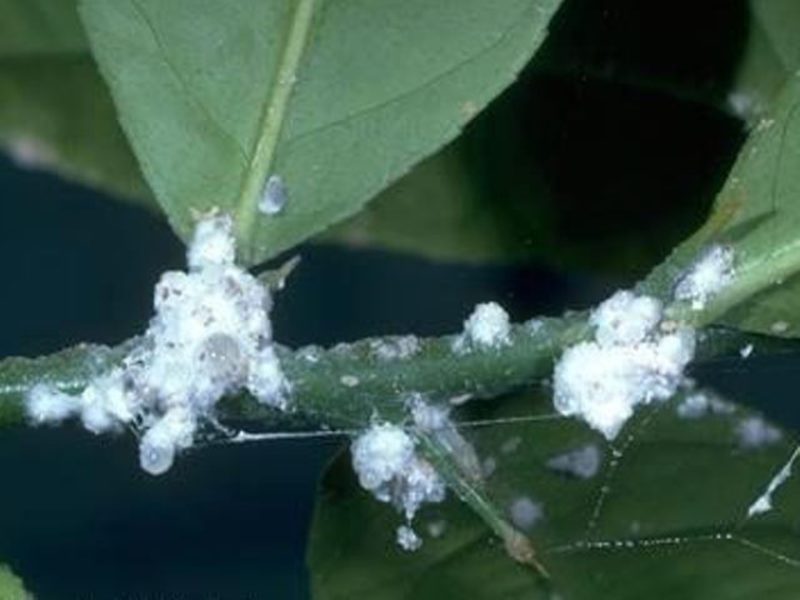 Cara menghilangkan whitefly