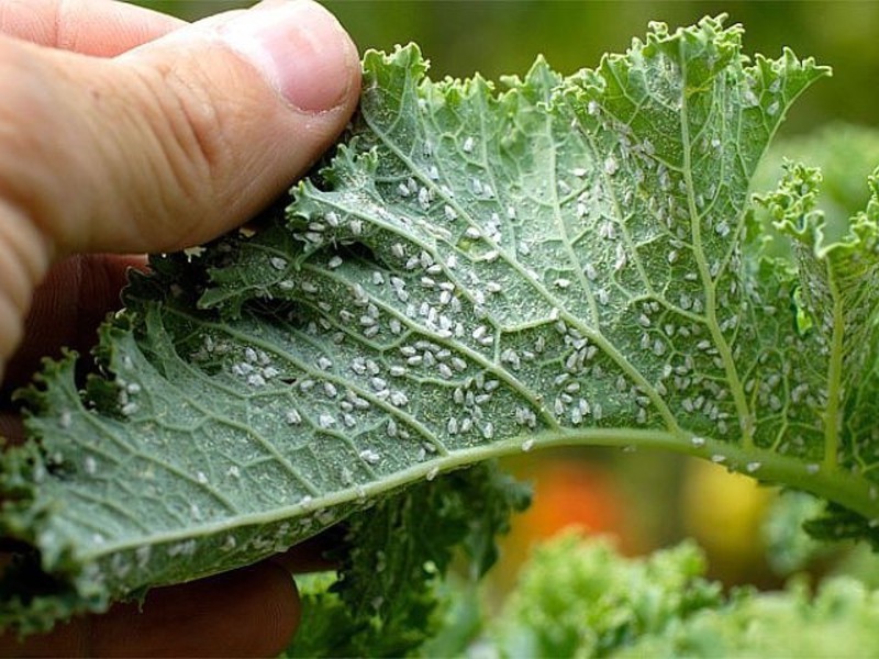 Memerangi whitefly pada tanaman dalaman