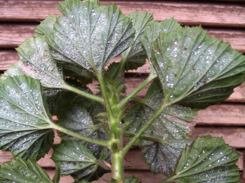 Cara menghilangkan whitefly