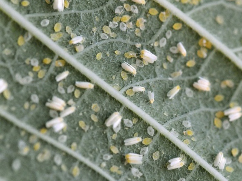 Bagaimana whitefly membiak