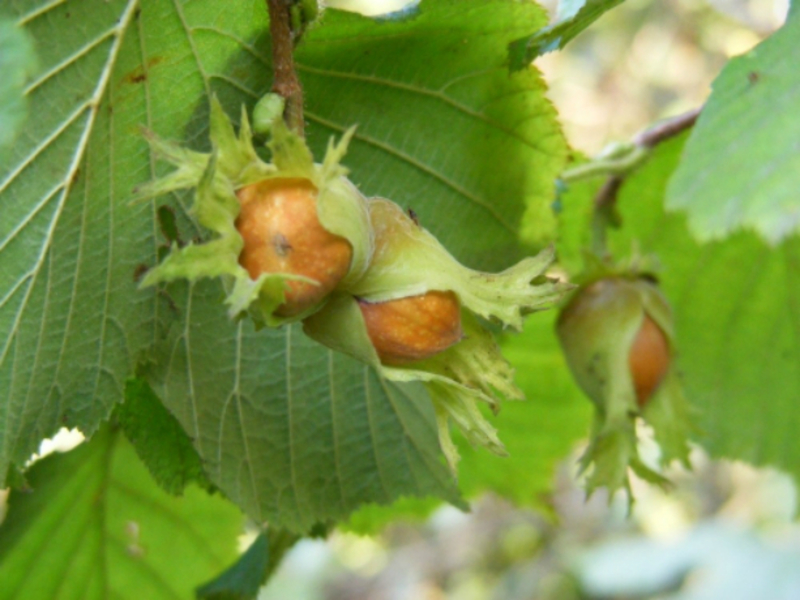 Taman hazelnut