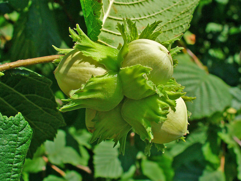 Buah hazelnut