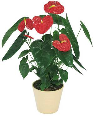 Jenis anthurium