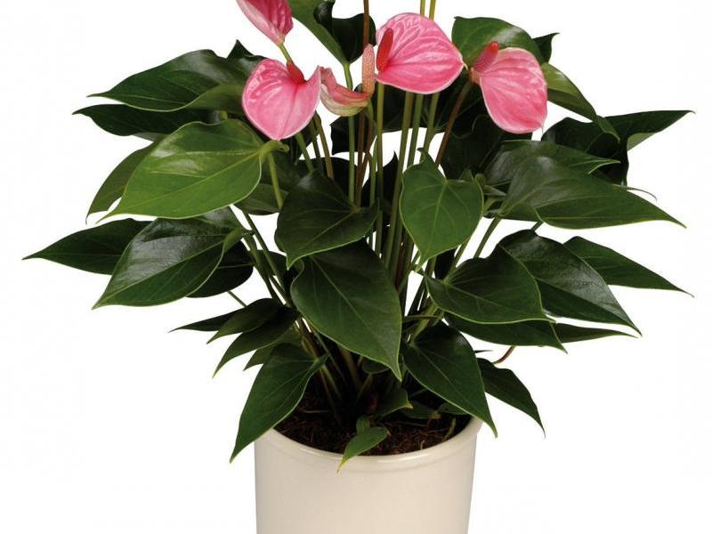 Anthurium dalaman