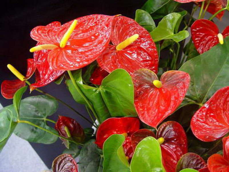 Tanaman Anthurium di dalam rumah