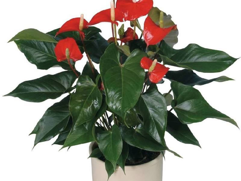 Apakah keanehan anthurium