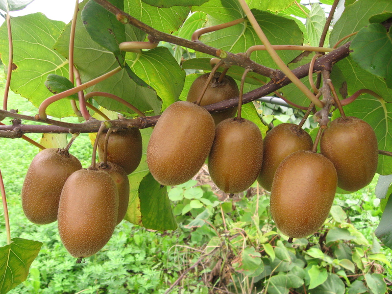 Sifat Aprikot Actinidia