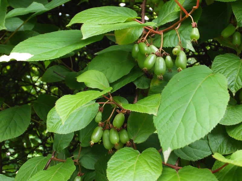 Penerangan mengenai kualiti Actinidia Polygamia