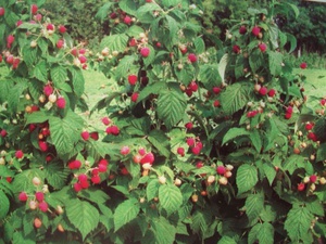 Raspberi