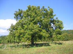 Kuasa penyembuhan walnut