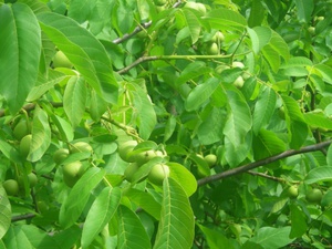 Penjagaan pokok walnut