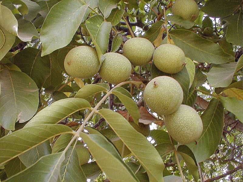 Kelebihan kacang walnut