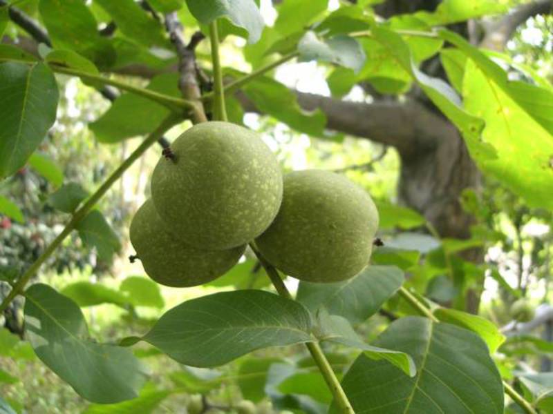 Menambah kacang walnut