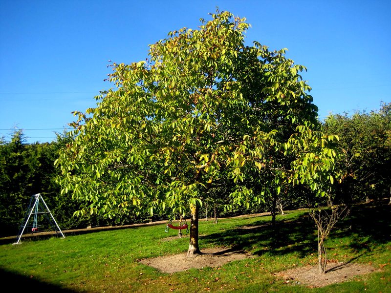 Tumbuhan walnut