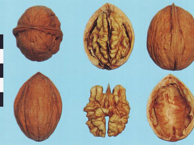 Mengenai kegunaan walnut yang luar biasa