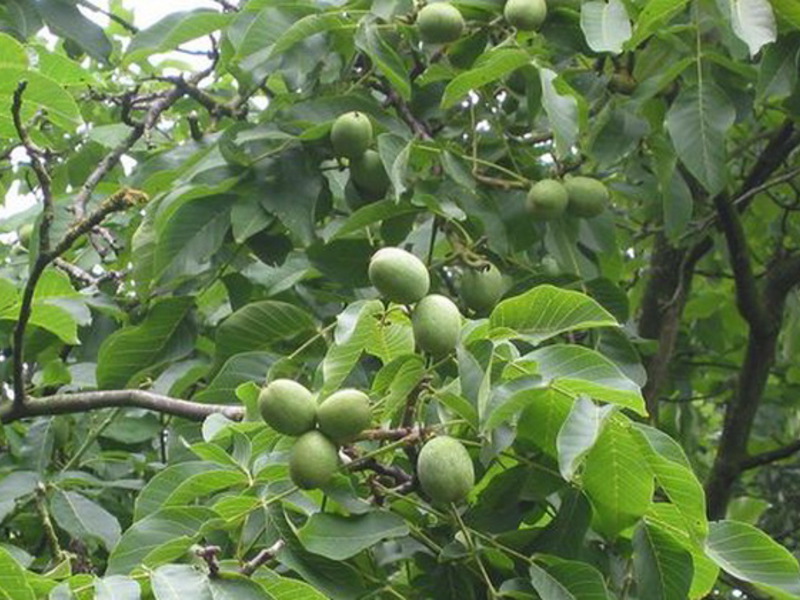 Menanam walnut