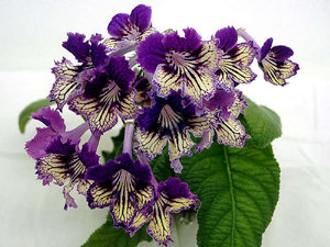 Varieti streptocarpus yang popular - nama dan foto