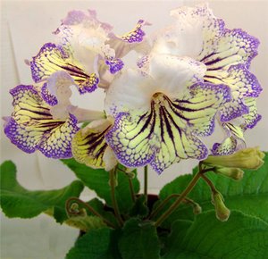 Streptocarpus dan spesiesnya