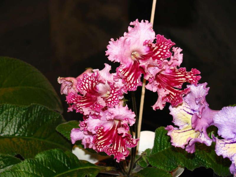 Varieti streptocarpus wangi