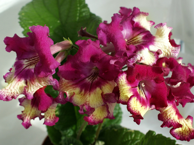 Streptocarpus - cantik