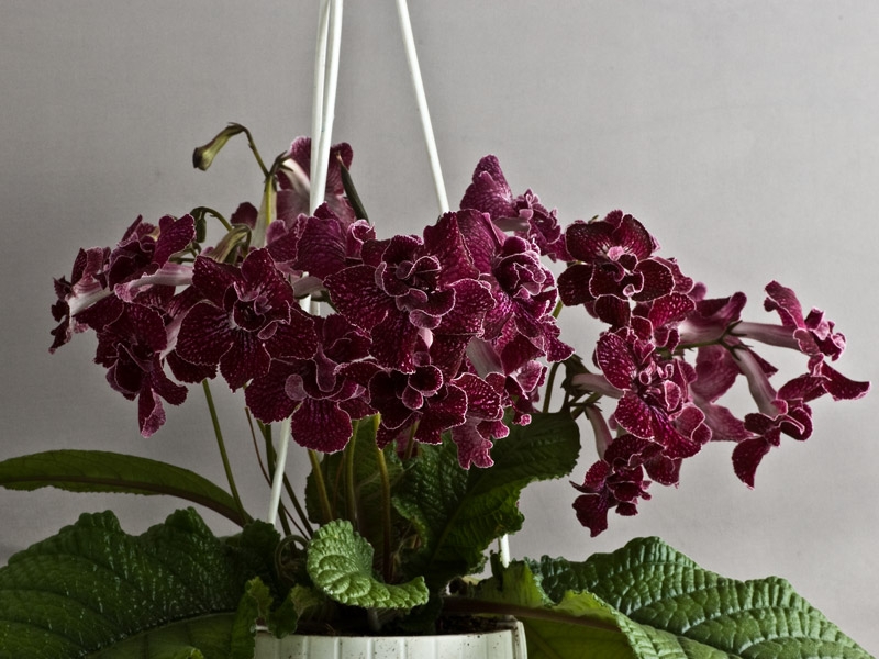 Nama bunga Streptocarpus