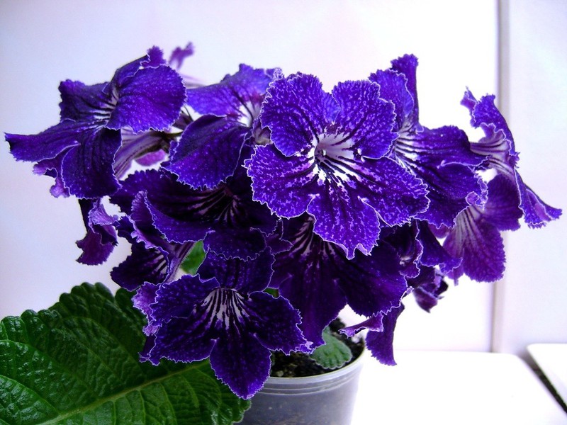 Streptocarpus bunga yang tidak bersahaja