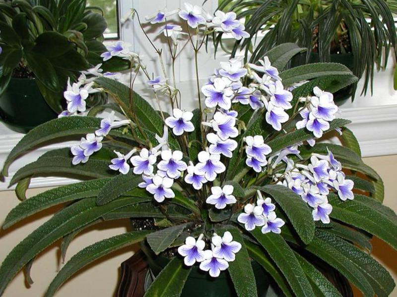 Salah satu streptocarpus paling terry