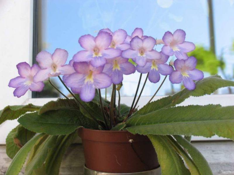 Varieti streptocarpus wangi