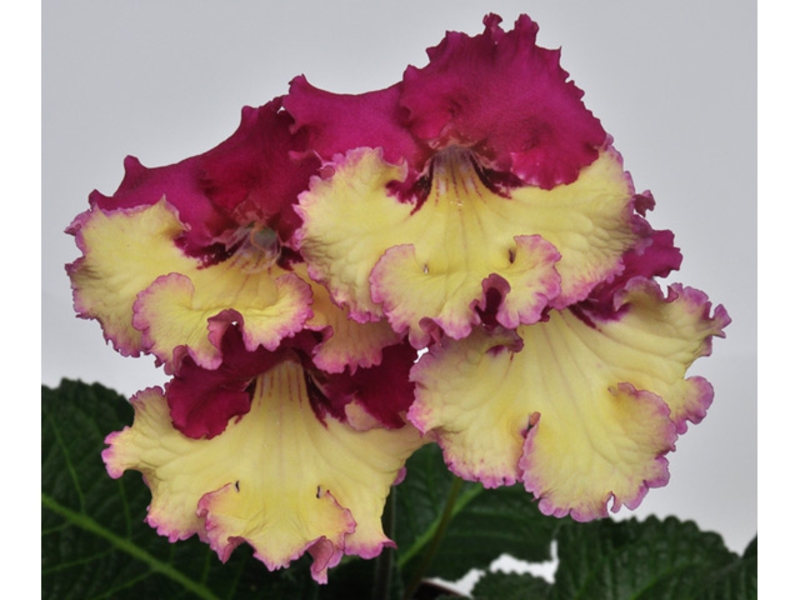 Cara merawat streptocarpus