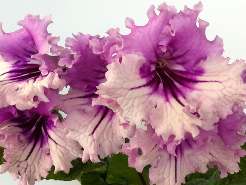 Penjagaan bunga Streptocarpus