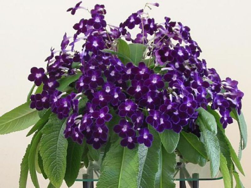 Varieti streptocarpus wangi