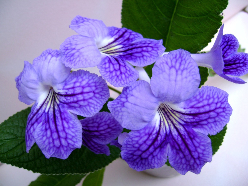 Streptocarpus, kultivar bunga