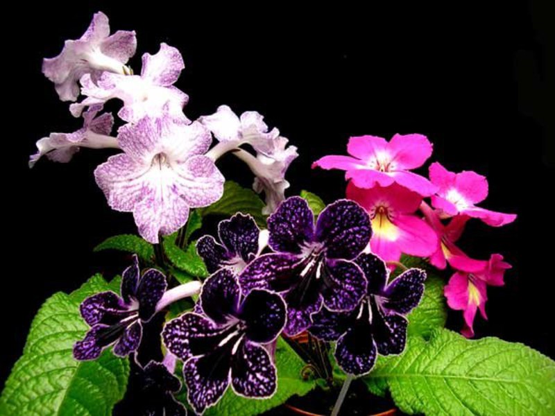 Bagaimana bunga streptocarpus ditanam