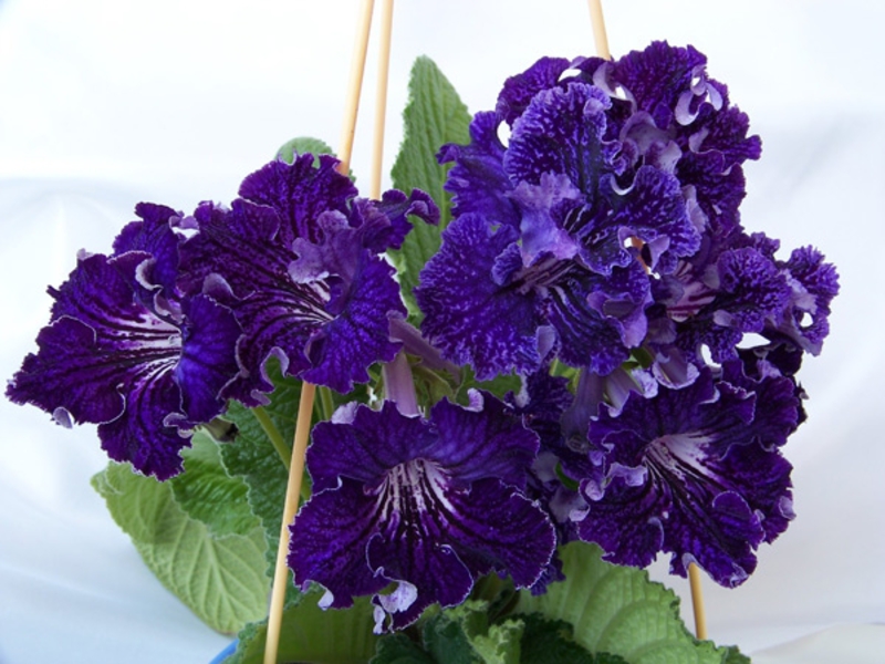 Penampilan tanaman Streptocarpus