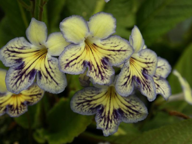 Cara menanam streptocarpus