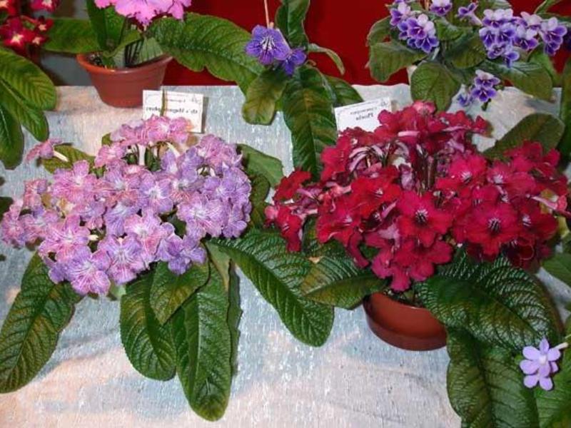 Varieti streptocarpus